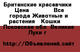 Британские красавчики › Цена ­ 35 000 - Все города Животные и растения » Кошки   . Псковская обл.,Великие Луки г.